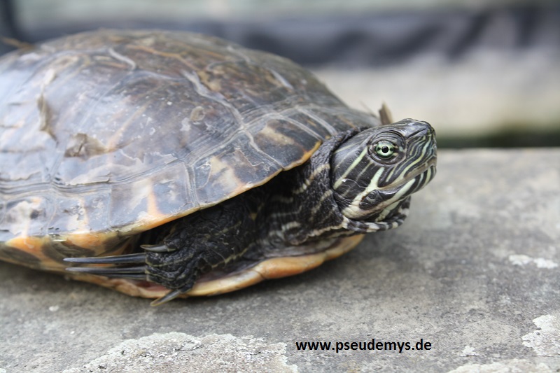 Hieroglyphen-Schmuckschildkröte, Pseudemys concinna concinna