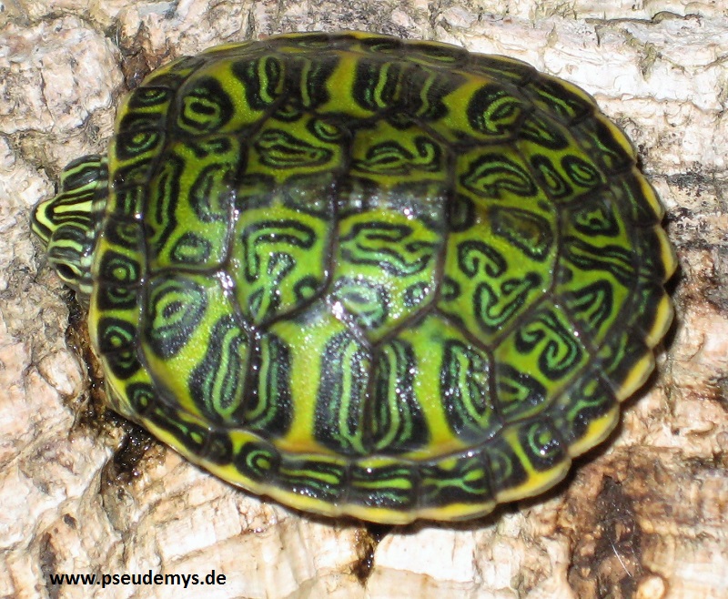 Florida-Rotbauch-Schmuckschildkröte, Pseudemys nelsoni