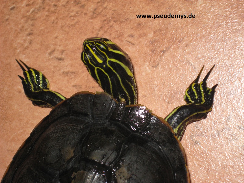 Peninsula-Schmuckschildkröte, Pseudemys peninsularis