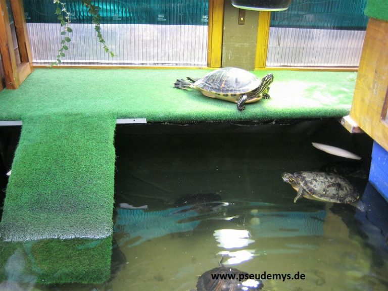 Schmuckschildkröte Haltung im Aquarium - Schmuckschildkröten